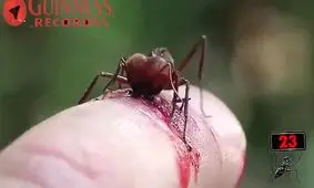 قدرت آرواره های مورچه ی لیف کاتر