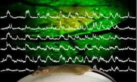 فردا مسابقات علوم اعصاب شناختی برگزار می‌شود