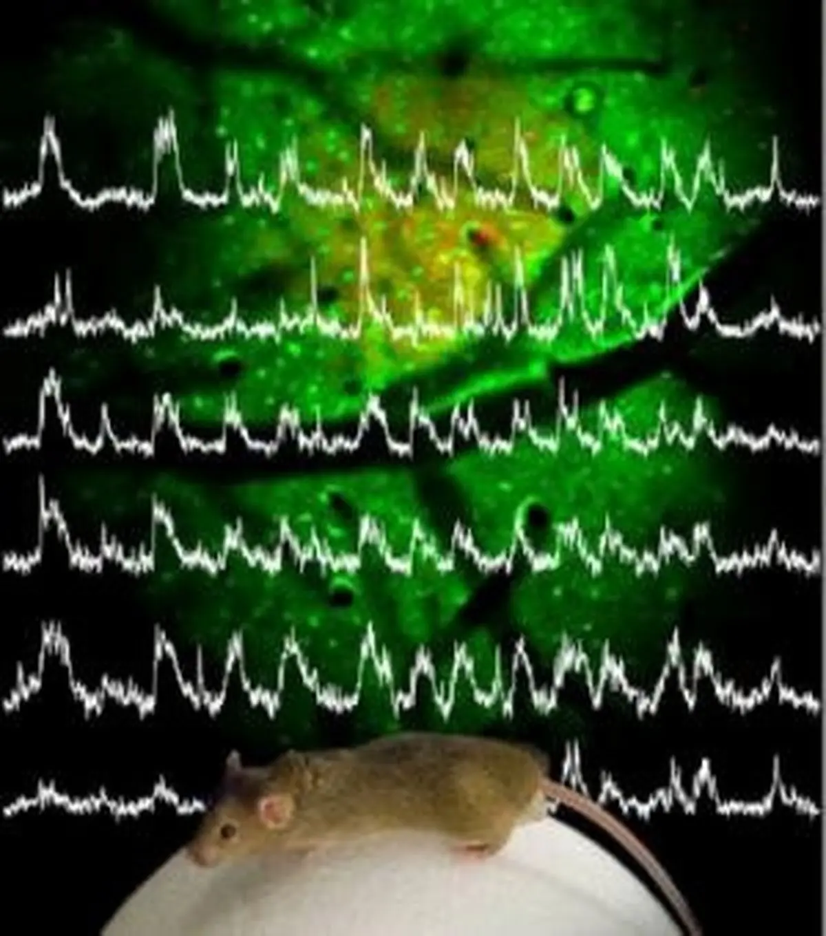 فردا مسابقات علوم اعصاب شناختی برگزار می‌شود