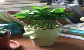 آموزش کاشت سبزه هسته نارنج