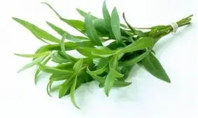 خواص ترخون چیست؟ (آشنایی با مضرات و خواص سبزی ترخون)