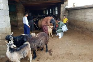 هشدار دامپزشکی استان کردستان درباره احتمال شیوع بیماری تب برفکی