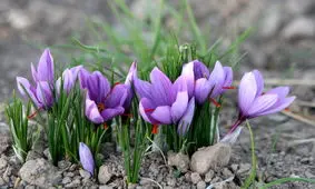 رشد 2 برابری قیمت زعفران کفاف هزینه های تولید را نمی دهد