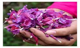 گل گاو زبان و فشار خون چه رابطه ای با هم دارند؟