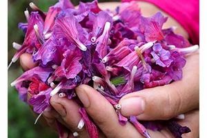گل گاو زبان و فشار خون چه رابطه ای با هم دارند؟