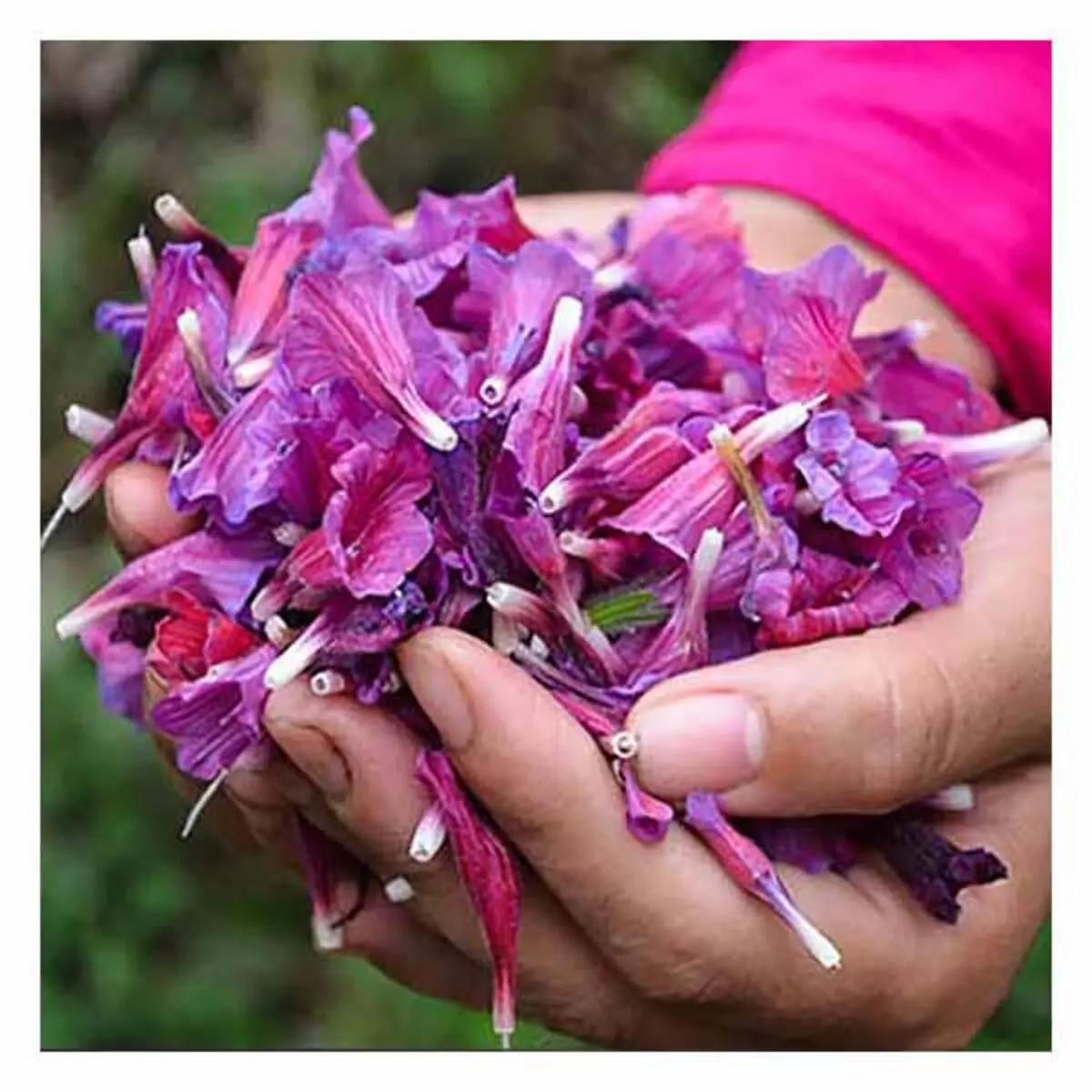 گل گاو زبان و فشار خون چه رابطه ای با هم دارند؟