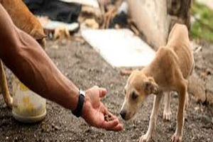 لایحه جامع حمایت از حقوق حیوانات تدوین می‌شود