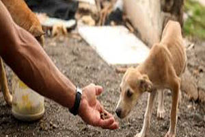 لایحه جامع حمایت از حقوق حیوانات تدوین می‌شود