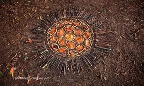 هنرمندی که از هر چیزی اثر هنری می سازد! + عکس