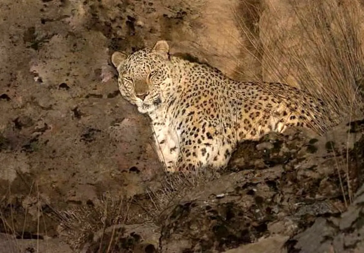 تصویر یک قلاده پلنگ در طارم ثبت شد