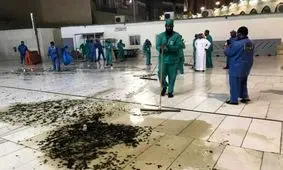 ویدئو/یورش حشرات به مکه مکرمه