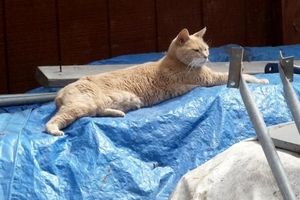 سرایت هاری به گربه‌ها زنگ خطر را برای شهروندان یزد به صدا در آورده است