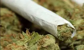 ضبط تعداد زیادی کیسه زباله حاوی ماری جوانا +فیلم