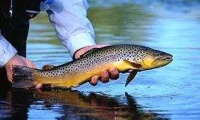 روش جالب تکثیر قزل‌آلا در آمریکا +فیلم