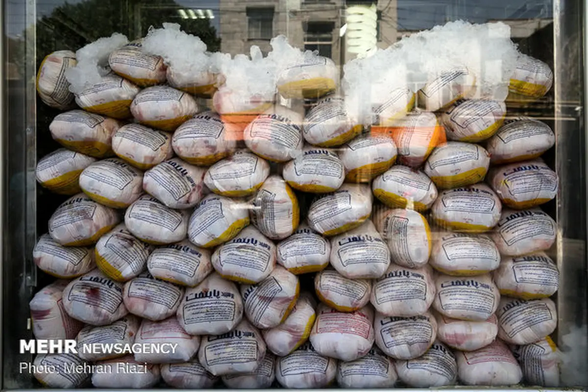 روزانه ۵۰ تن گوشت مرغ گرم در مشهد توزیع می شود