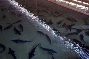 ماهیان خاویاری قاچاق در مازندران کشف شد