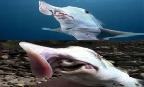 فیلم کوسه های ترسناک کالیفرنیا منتشر شد