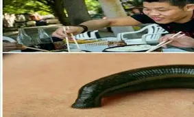 چینی ها به زالو خوردن روی آوردند