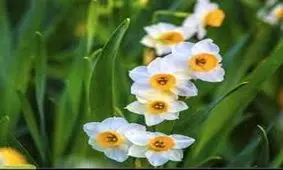 برداشت گل نرگس در بهبهان/فیلم