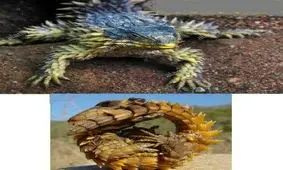 حیوانی ترسناک که به اژدهای قرن 21 معروف است