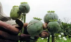 تریاک را بهتر بشناسید