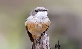 صدای آواز زندگی