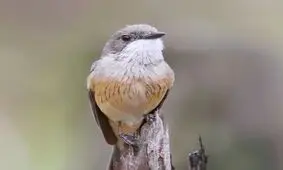 صدای آواز زندگی