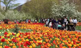 روستایی که مردمانش عشق گُل‌اند