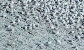 میهمانان زمستانی دریاچه چیتگر +تصاویر