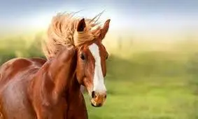 اصلاح‌نژاد اسب در چهارمحال و بختیاری به سمت جهانی شدن