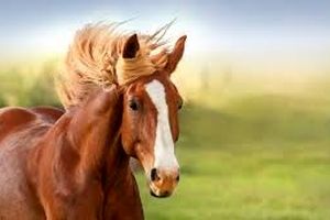 اصلاح‌نژاد اسب در چهارمحال و بختیاری به سمت جهانی شدن