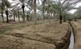 تداوم بارش‌ها حال نخیلات آبادان را خوب می‌کند