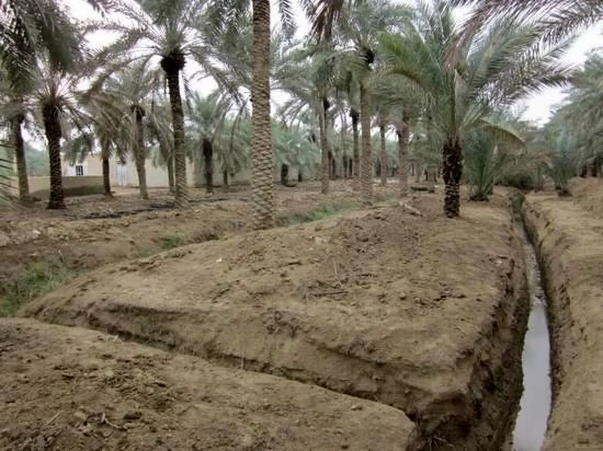 تداوم بارش‌ها حال نخیلات آبادان را خوب می‌کند