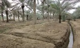 تداوم بارش‌ها حال نخیلات آبادان را خوب می‌کند