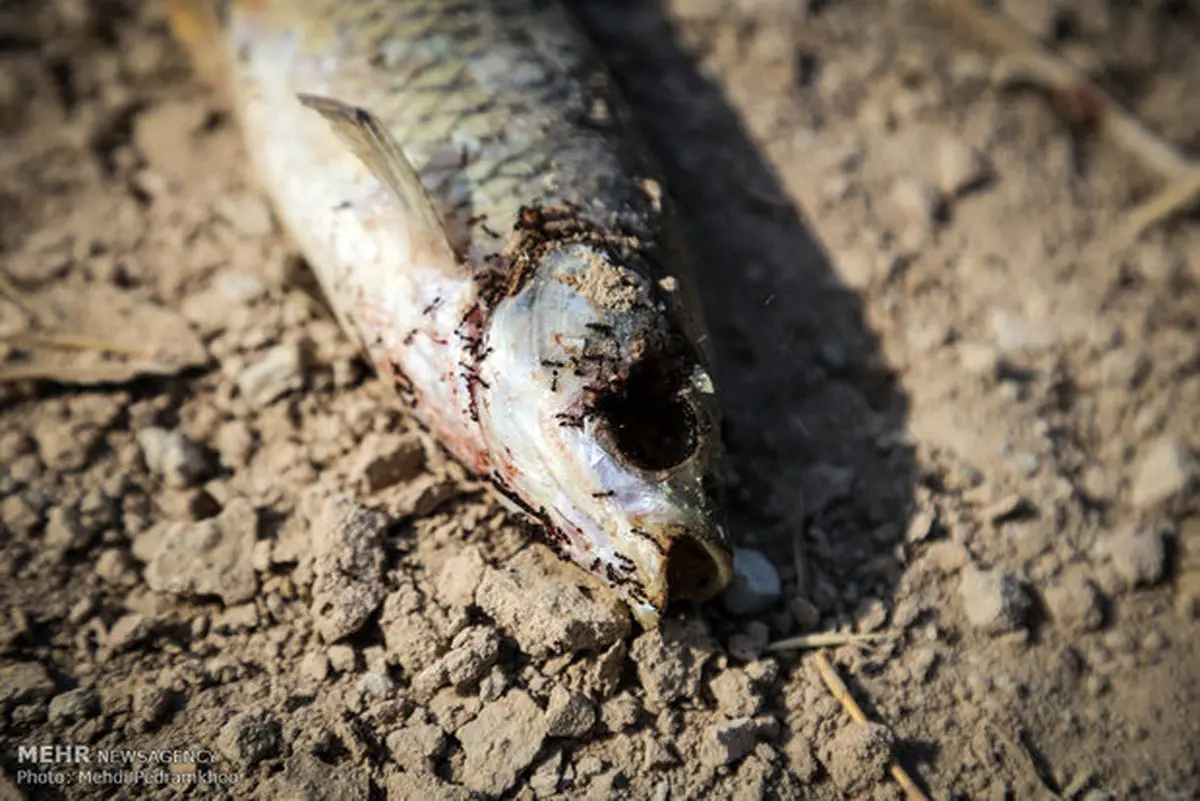 ابتلای ماهی های دجله وفرات به نوعی بیماری ویروسی/مردم مراقب باشند