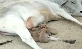 سرپرستی ۵ توله سگ توسط یک گاو