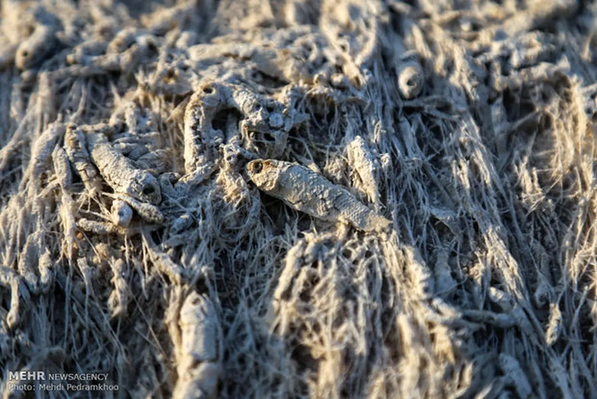 تخلیه پساب های نیشکر برای کشاورزان مشکل ساز شده است