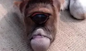 گوساله عجیبی که پرستش می شود! +فیلم