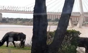 چرای گاومیش ها در مرکز شهر اهواز