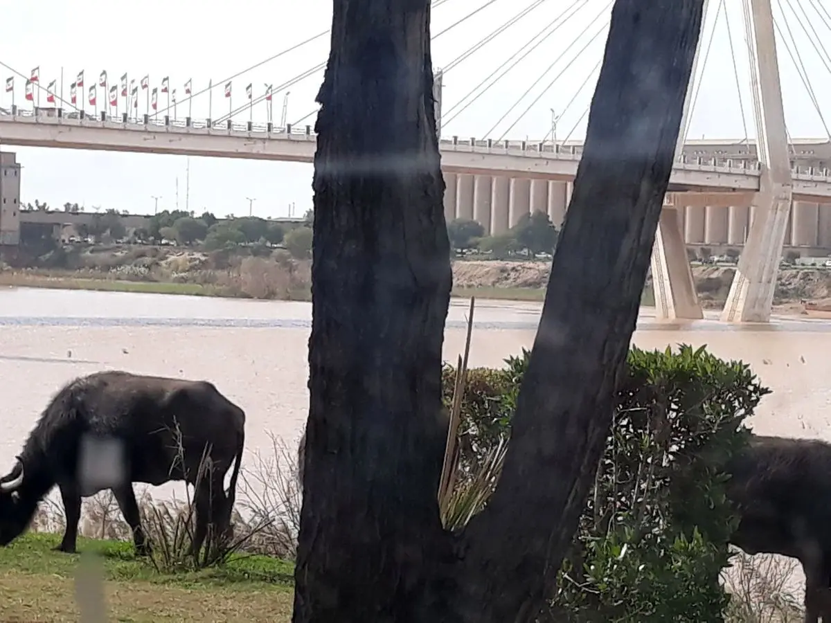 چرای گاومیش ها در مرکز شهر اهواز