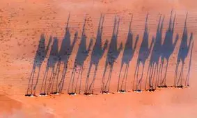 تصویری دیدنی از کاروان شترها