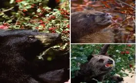 مگه پول علف خرسه