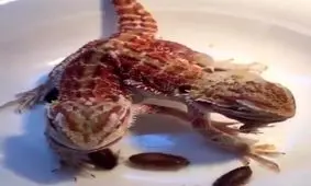 سمندر دو سر