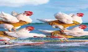 تفريح لاكچري مرغ ها بعد از گراني