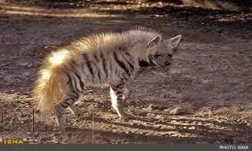 کشف زیستگاه جدید کفتار راه راه در سراوان