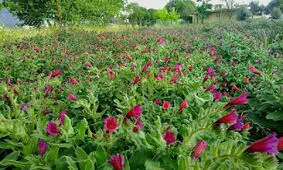 گیاهان دارویی ظرفیت توسعه ای بام ایران/ فرآوری موردتوجه قرار گیرد