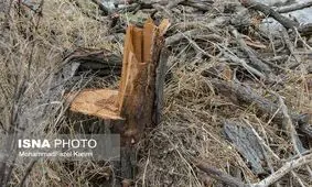 خروج چوب از آذربایجان شرقی ممنوع شد