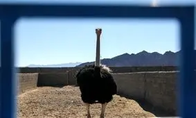 کار آفرینی با شترمرغ +تصاویر