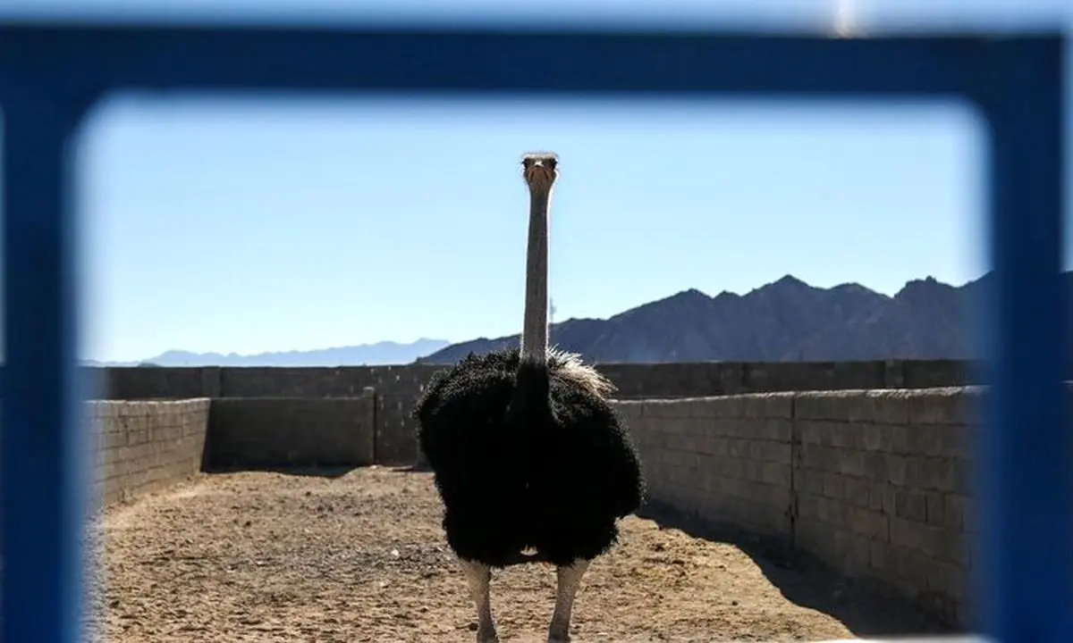 کار آفرینی با شترمرغ +تصاویر