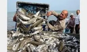 در یک پره کشی 40 تنی ماهی صید شد